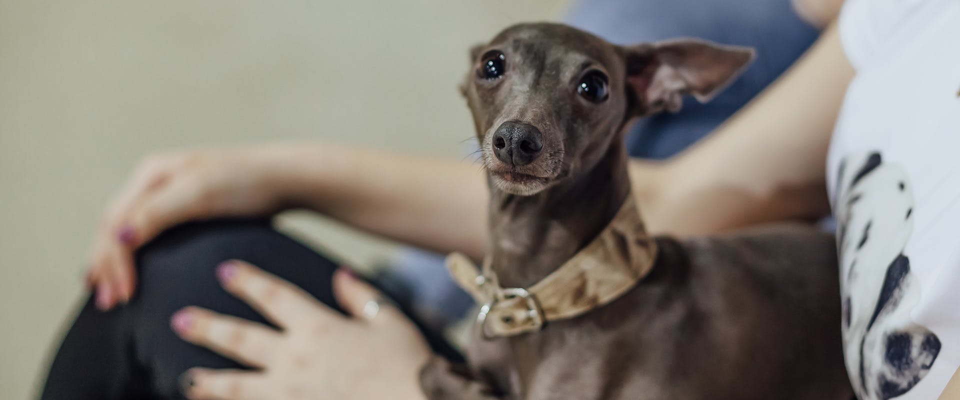 An Italian Greyhound sitting on a person's lap