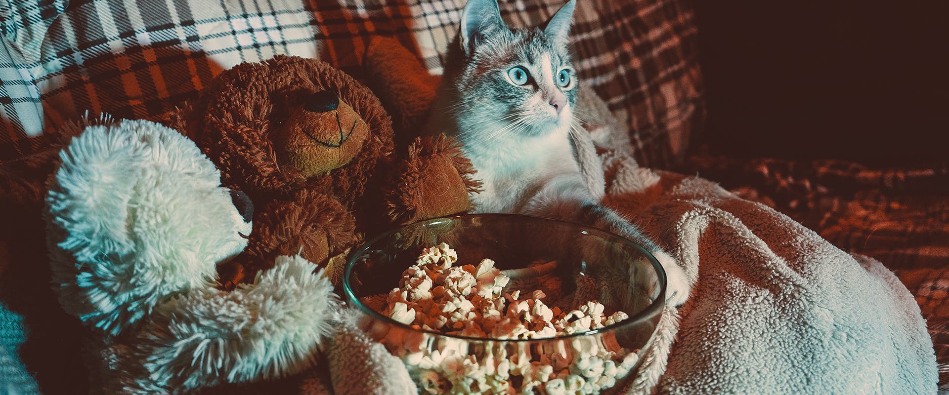 A cat sat on a sofa next to some blankets, a teddy, and a bowl of popcorn