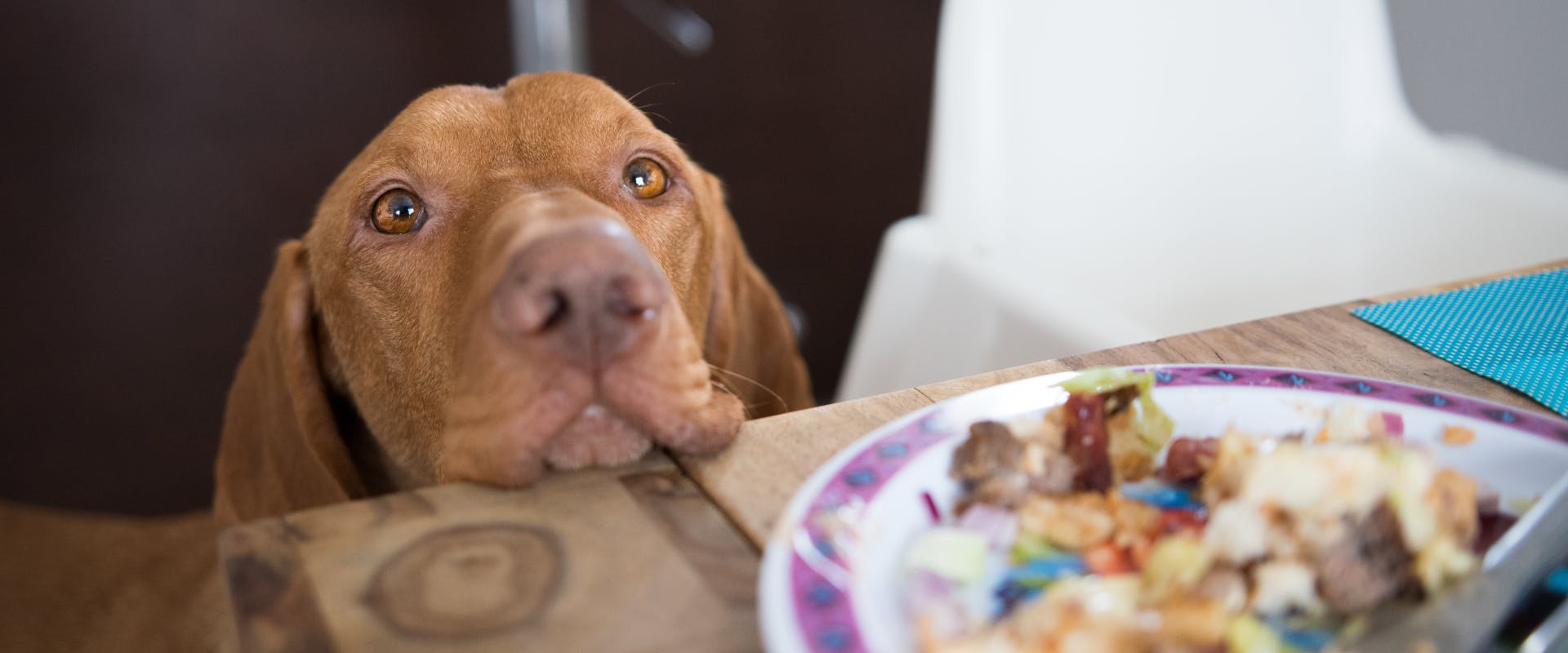 a hound dog resting its head on a dining table looking at a plate of unfinished food