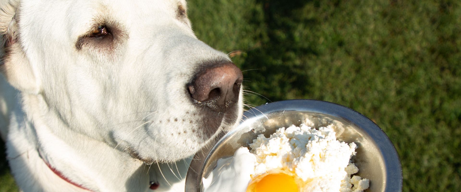 White dog sniffing yogurt bowl