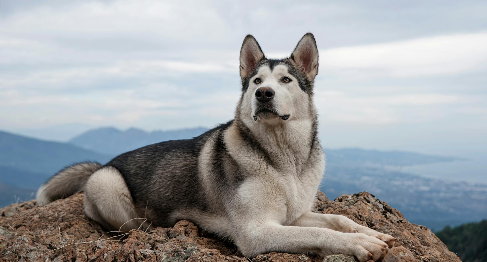 A black and white dog in front of a mountainous background