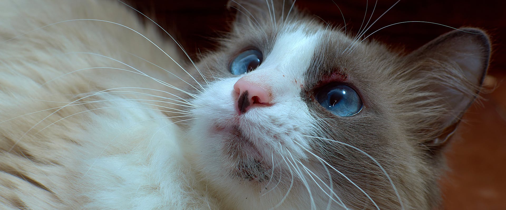 A cat with feline acne