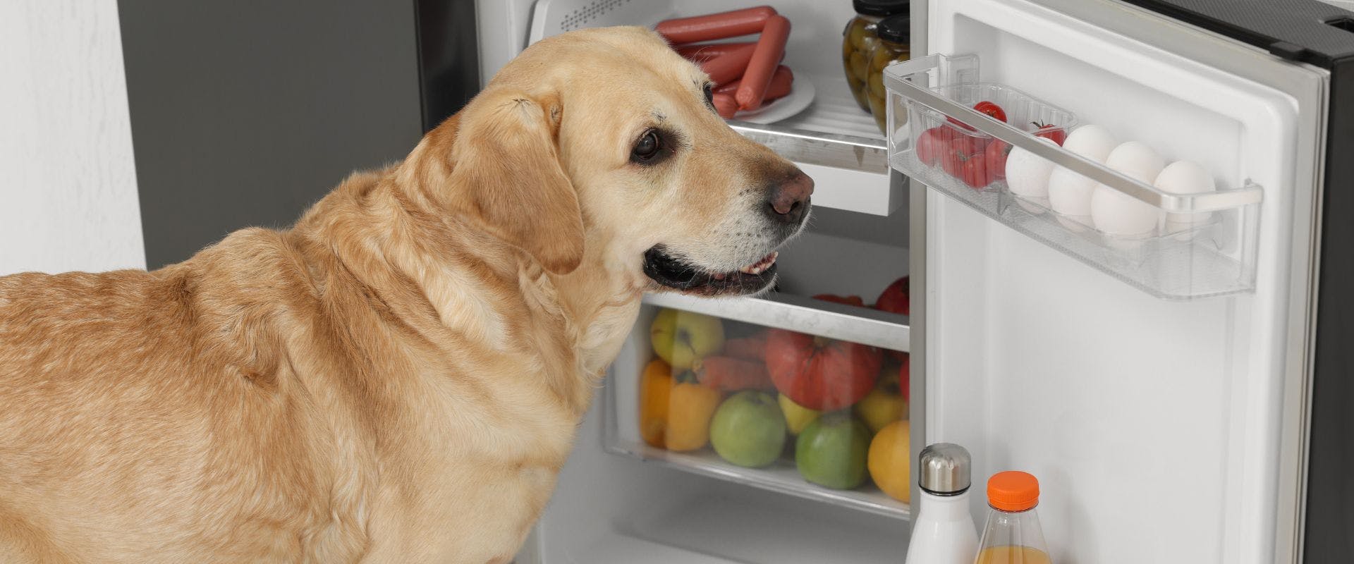 Labrador dog waiting at an open fridge