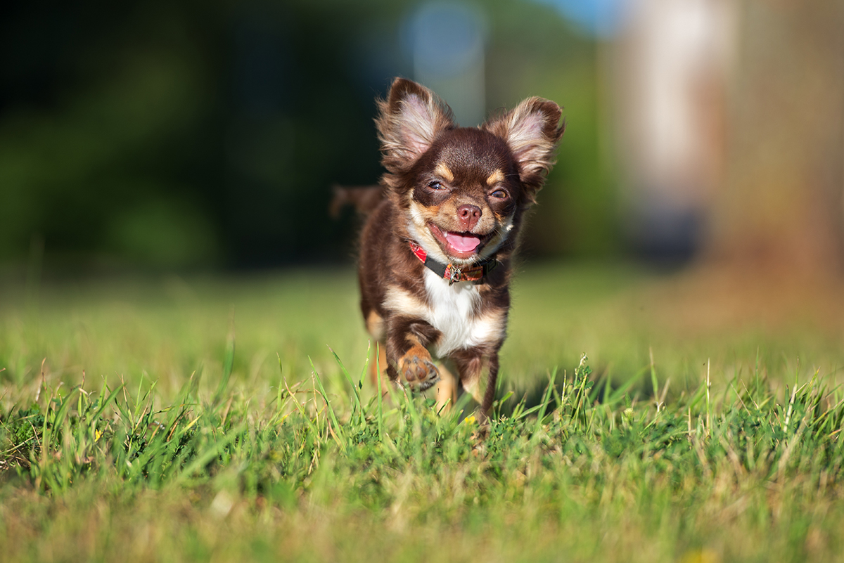 A small Chihuahua dog running through the grass