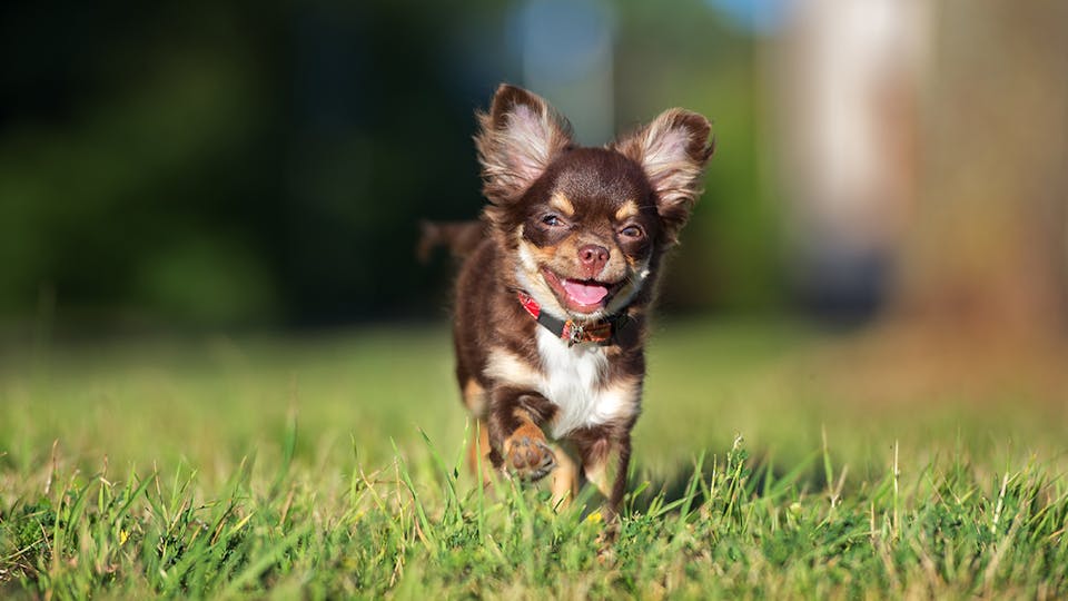 A small Chihuahua dog running through the grass