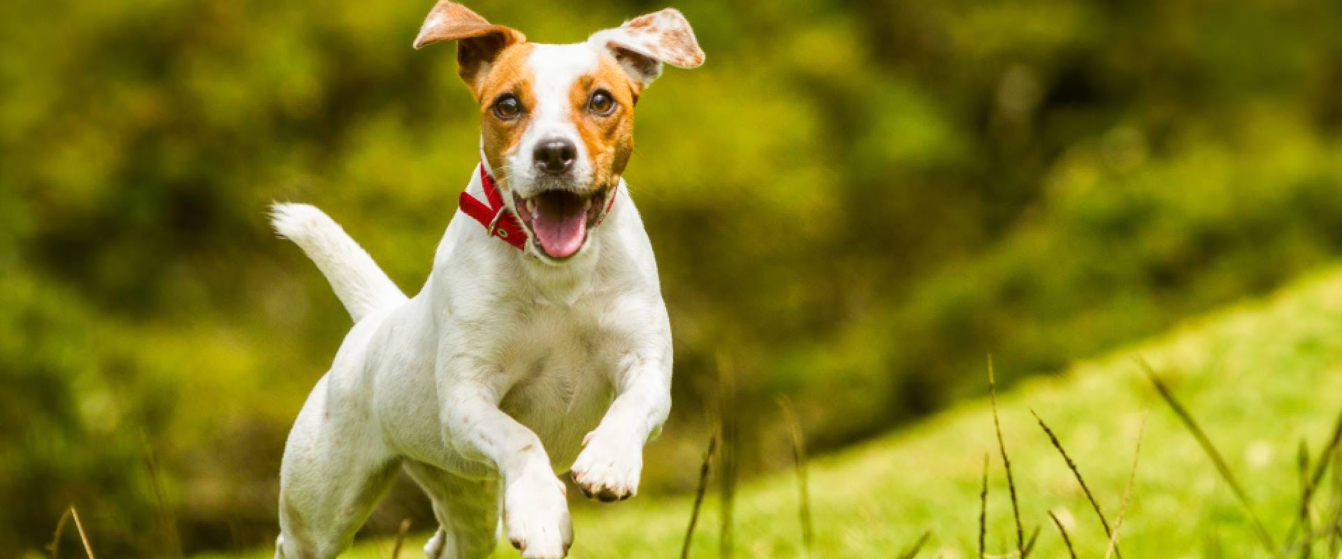 Jack Russell Terrier - a descendent of the English White Terrier