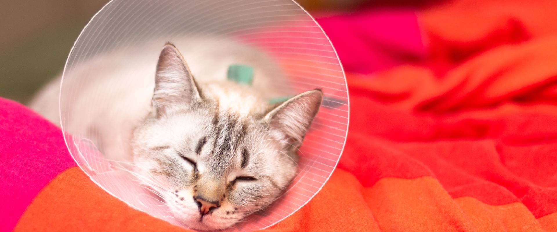 Alternatives To The Cone Of Shame For Cats Online Retailer www