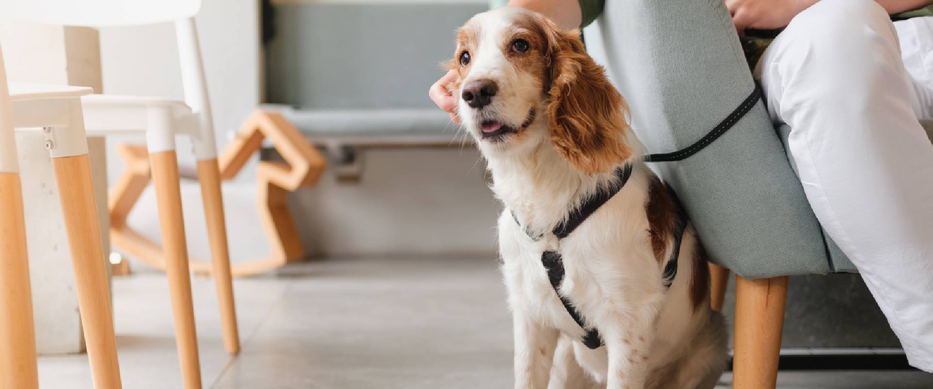 DogFriendly Restaurants San Francisco