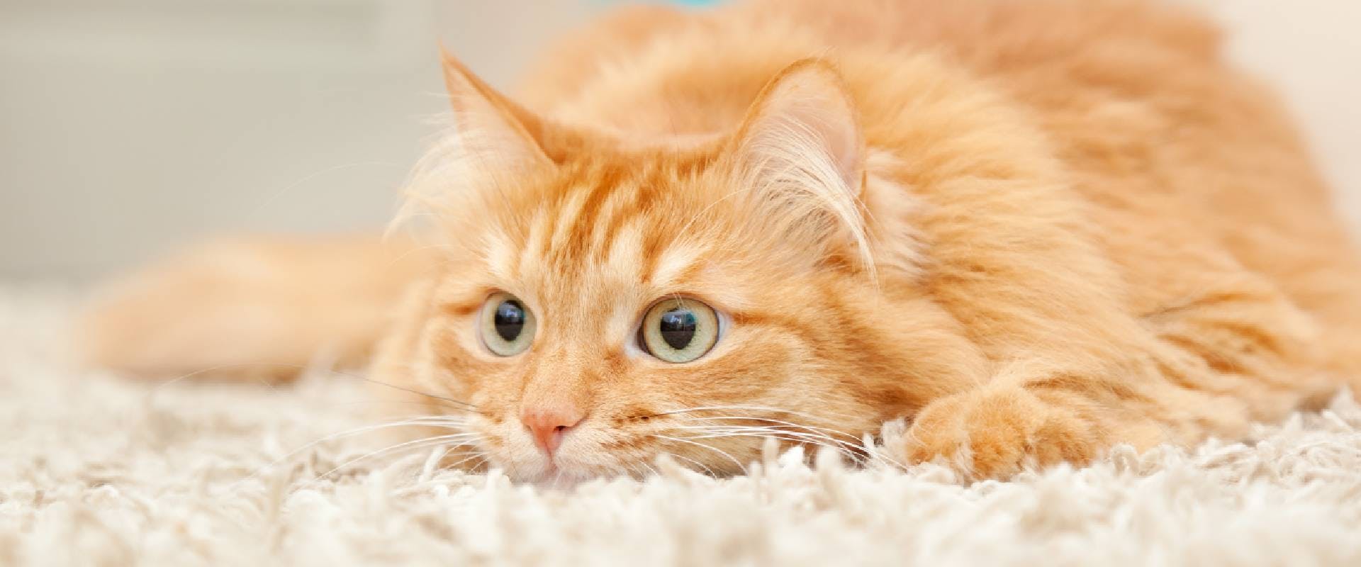 Ginger tabby cat laying on a cream rug