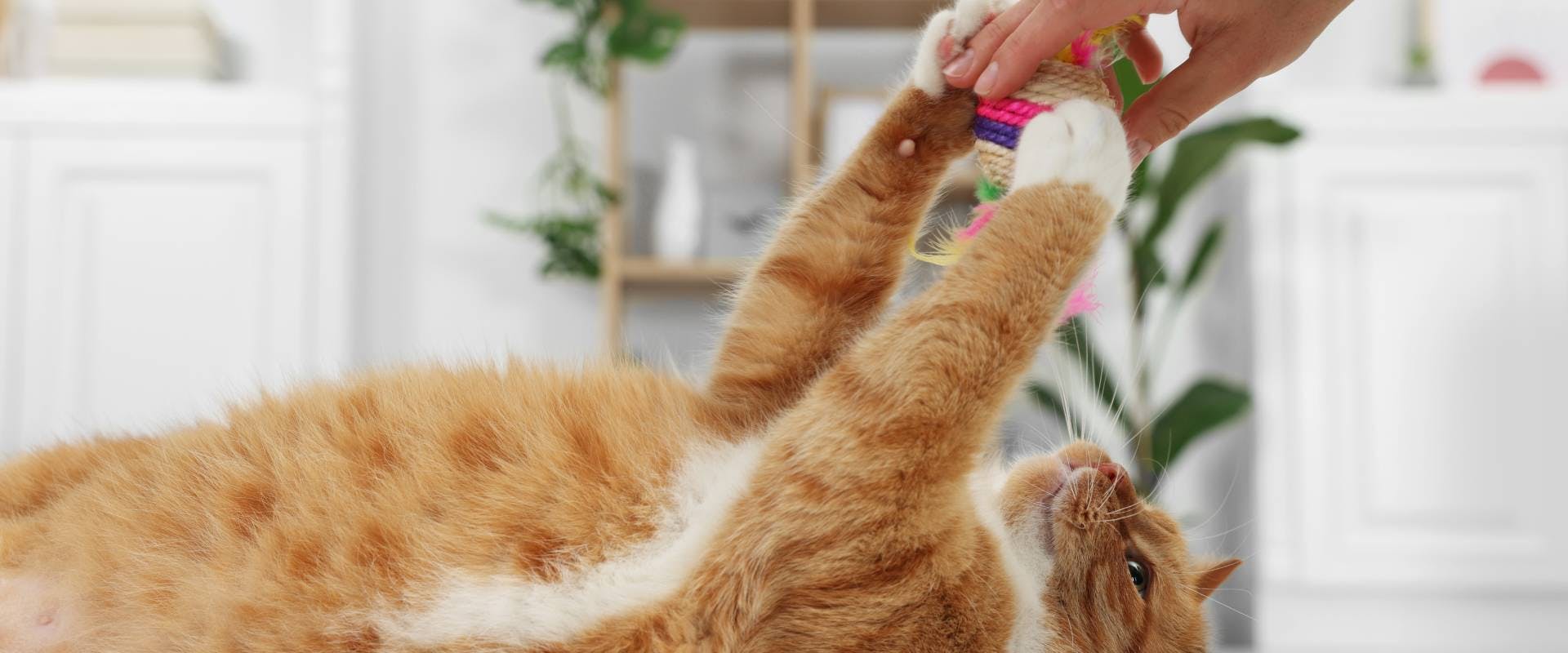 a ginger indoor cat lying on its back whilst playing with an interactive cat toy with a human