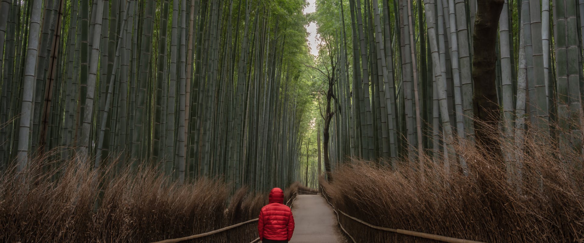 a solo female traveler walking through Arashiyama