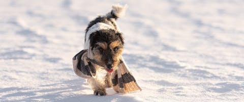 A dog wearing a scarf walks through the snow.