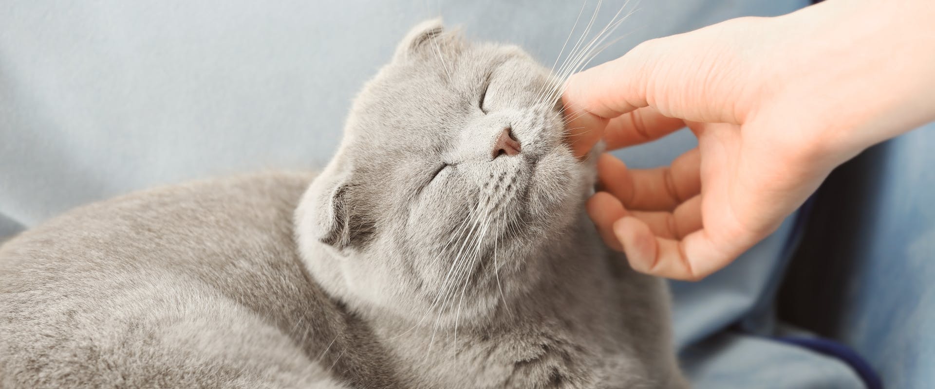 gray scottish fold cat being stroked under its chin
