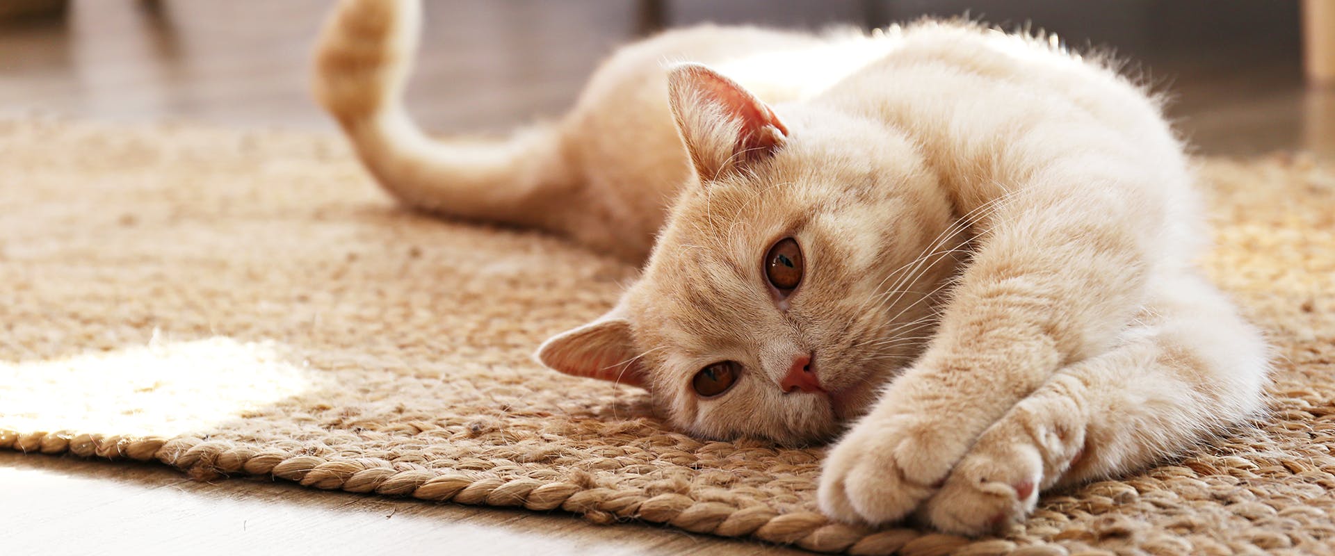 Popular cat names - a cat sprawled across a woven rug