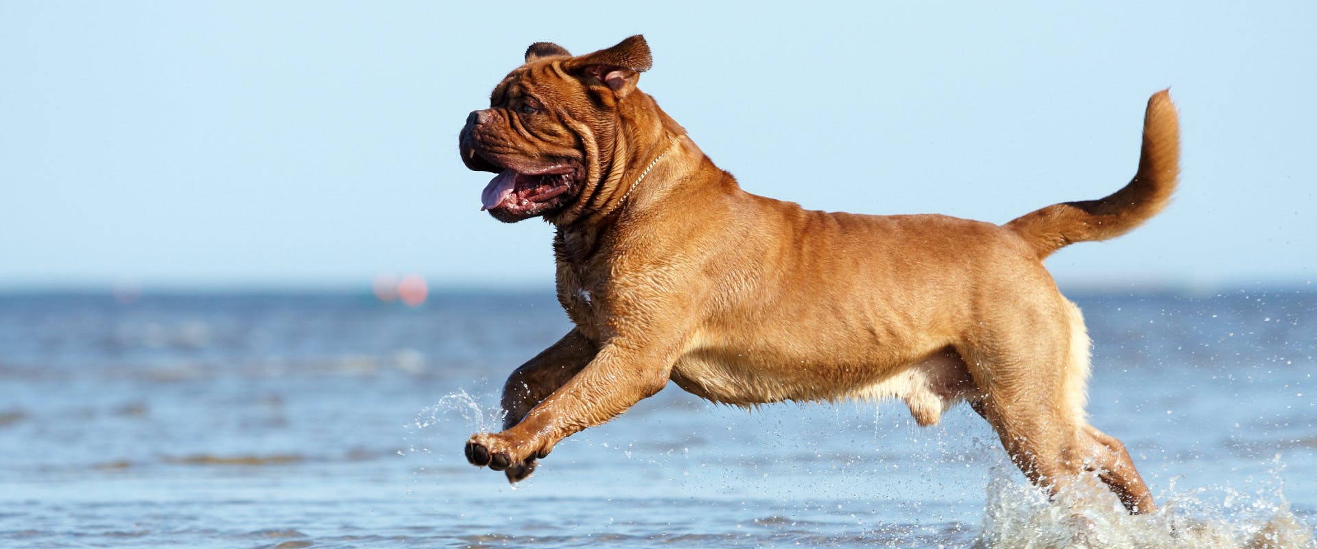 A dog runs along the beach.