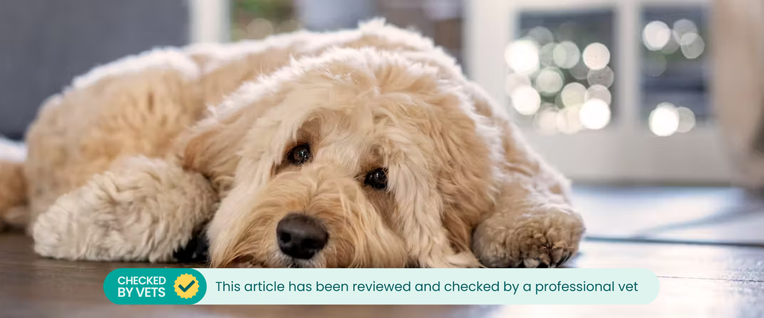 A dog laying with its head on the floor