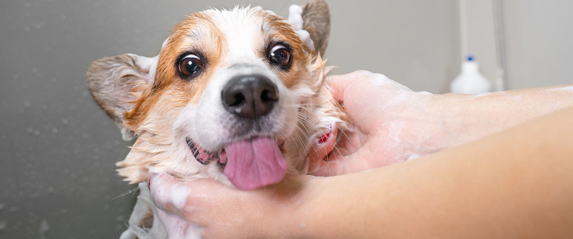 10 Best Dog Shampoos for Allergies: Vet-Approved Relief Guide