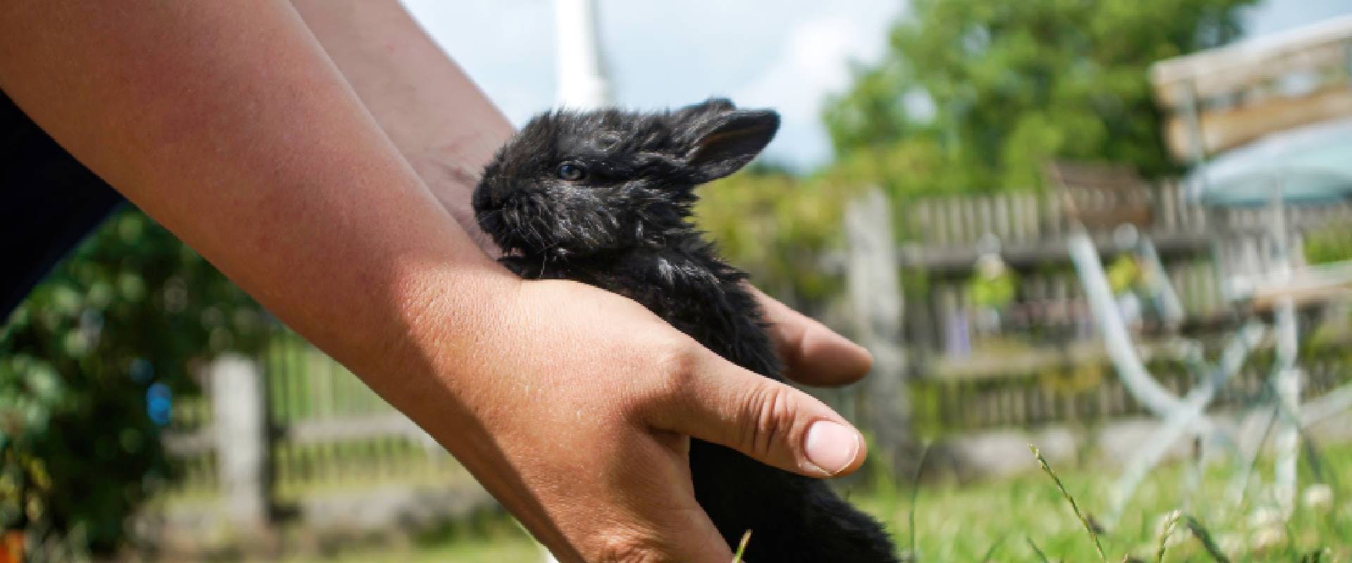 Person holding a baby black rabbit