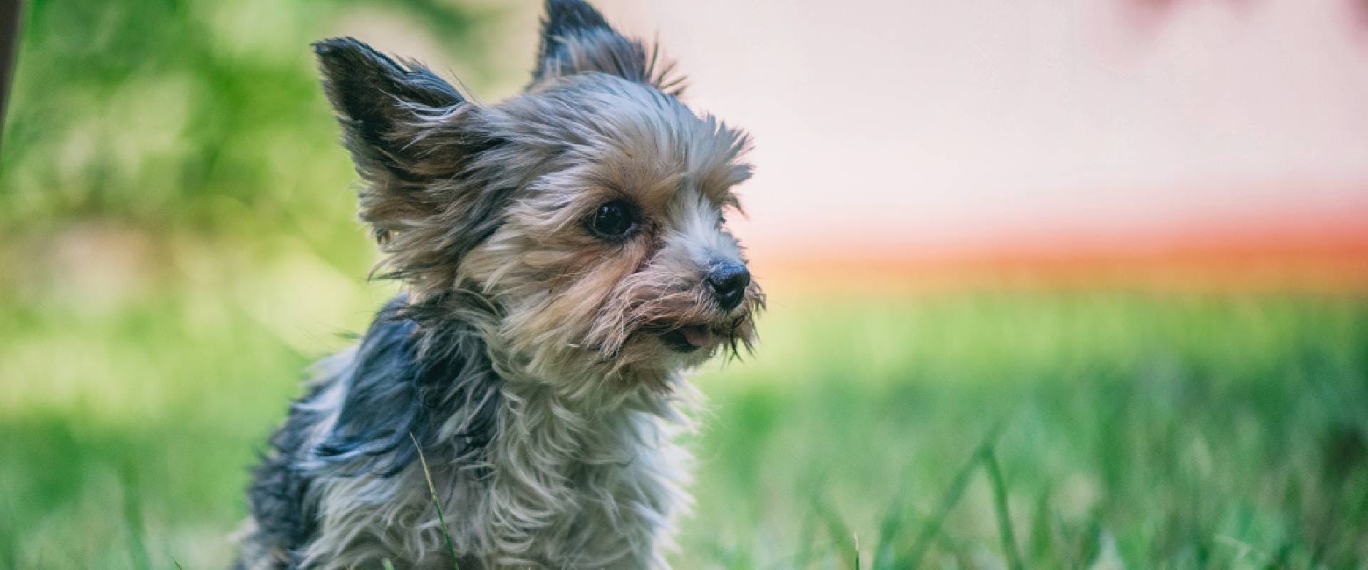 How Long Do Morkie Dogs Live