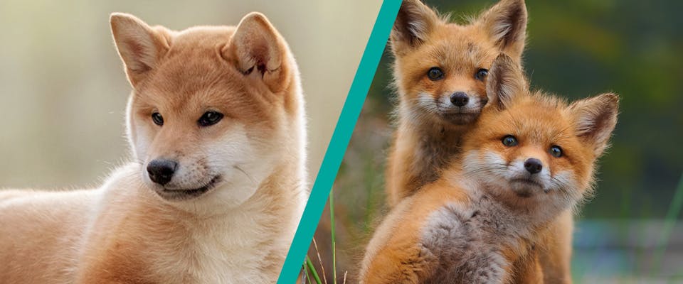 A split image, on the left-hand side is a Shiba Inu, on the right, two inquisitive-looking foxes