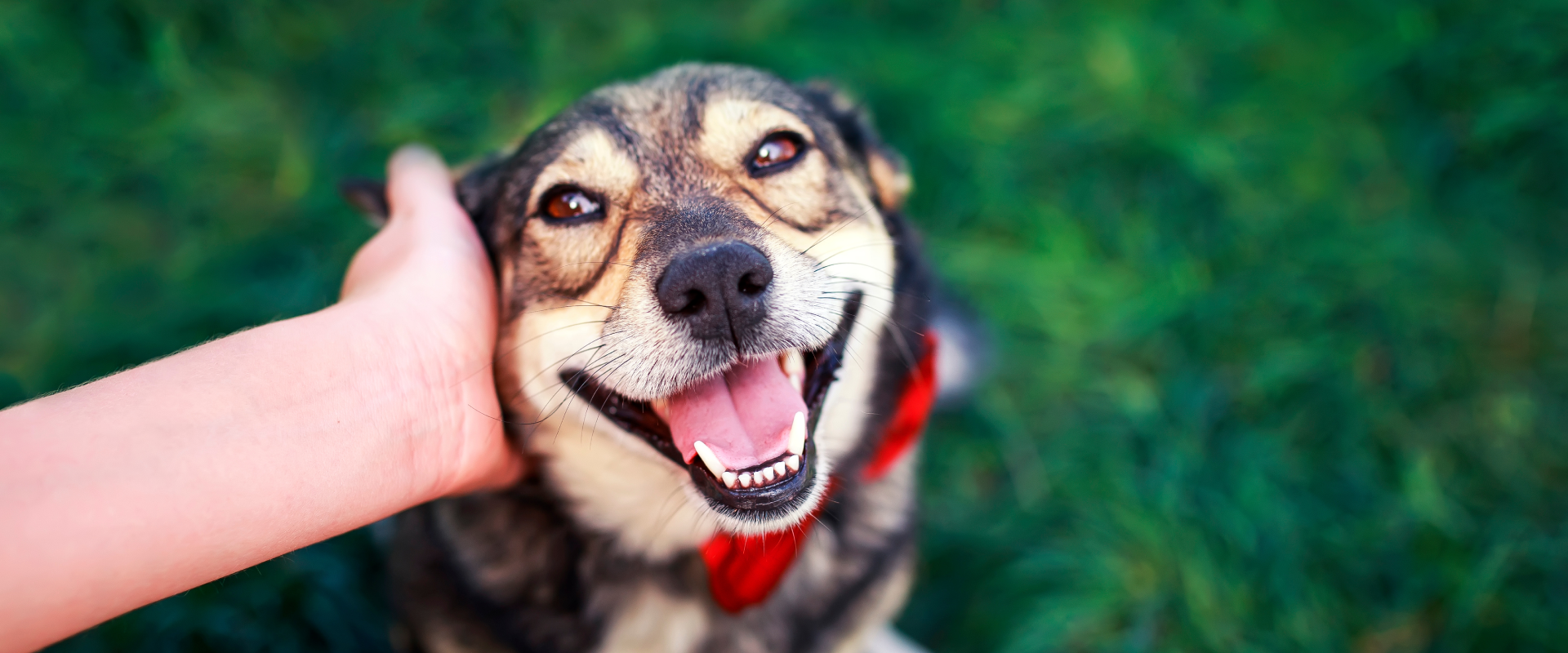 How can I make my dog happier?, image size:1920x800