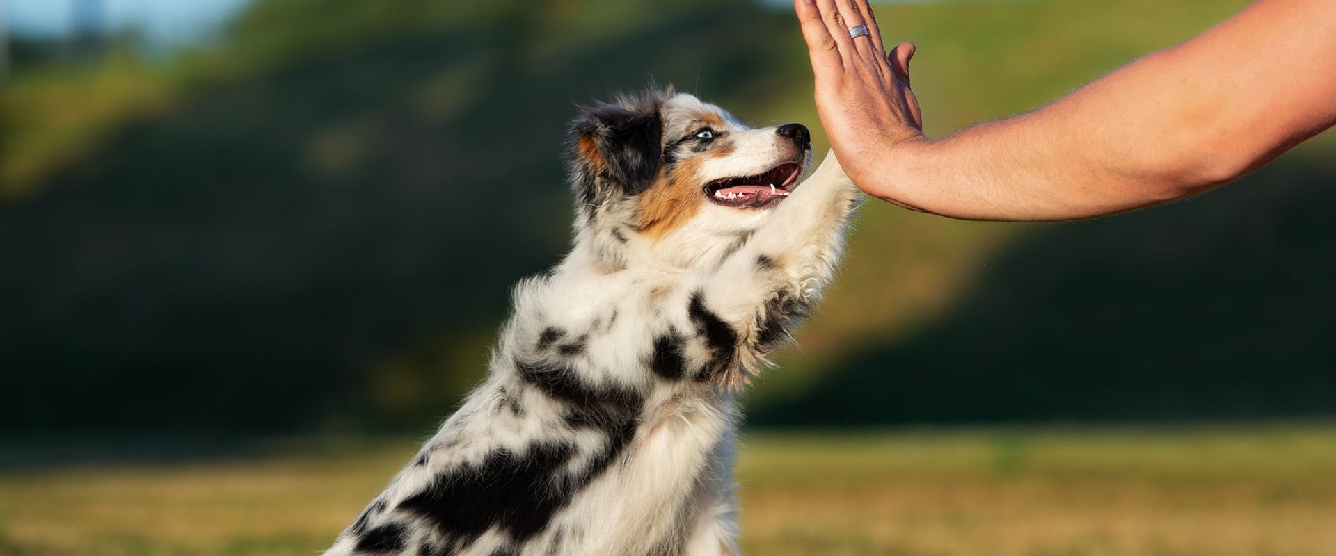 An Australian Shepherd dog high-fiving a person's hand