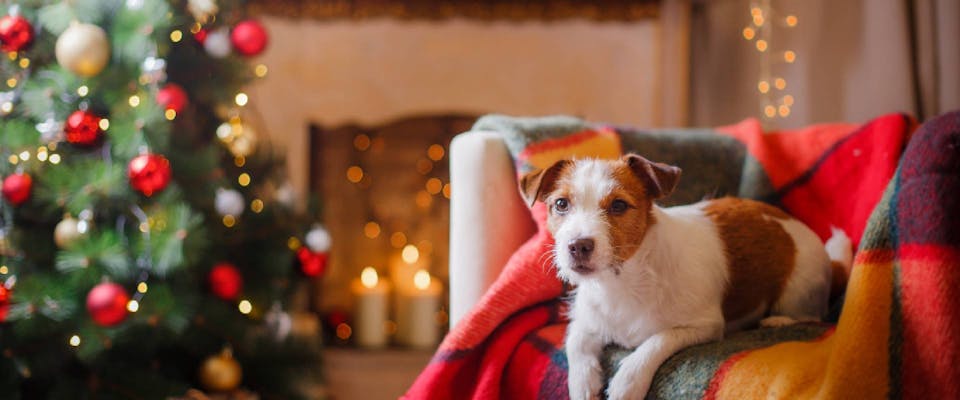 Jack Russell on a sofa in front of a Christmas tree