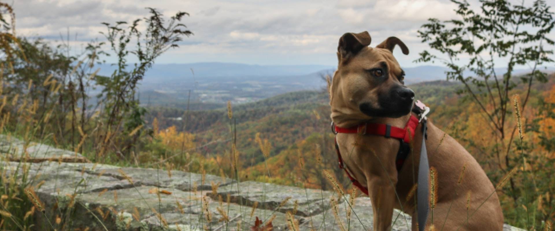are companion dogs allowed in national parks