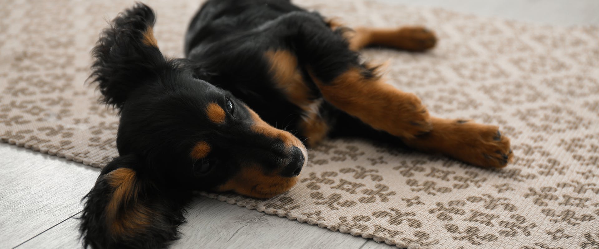 A small Gordon Setter puppy with floppy ears laying on a rug