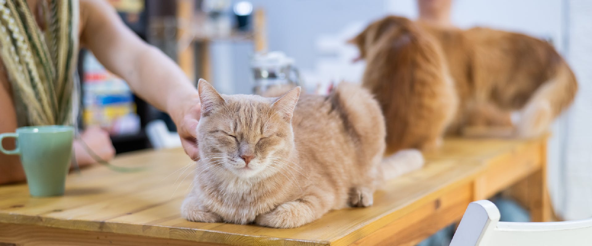 Cats lie on a table in a cat cafe.