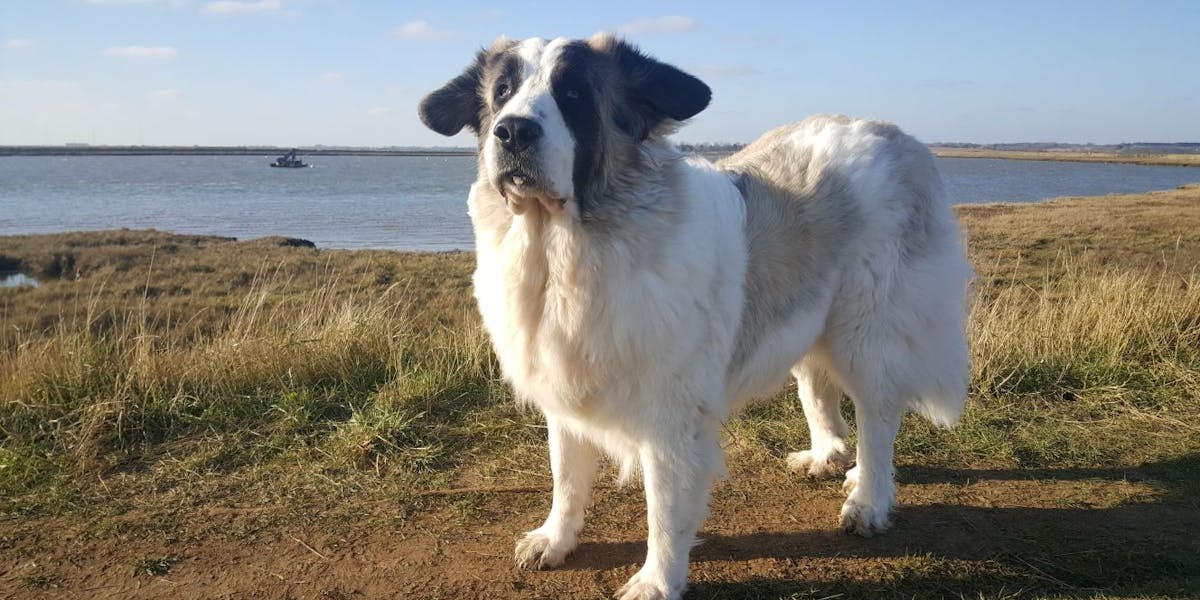 A Pyrenean Mastiff standing atop a cliff