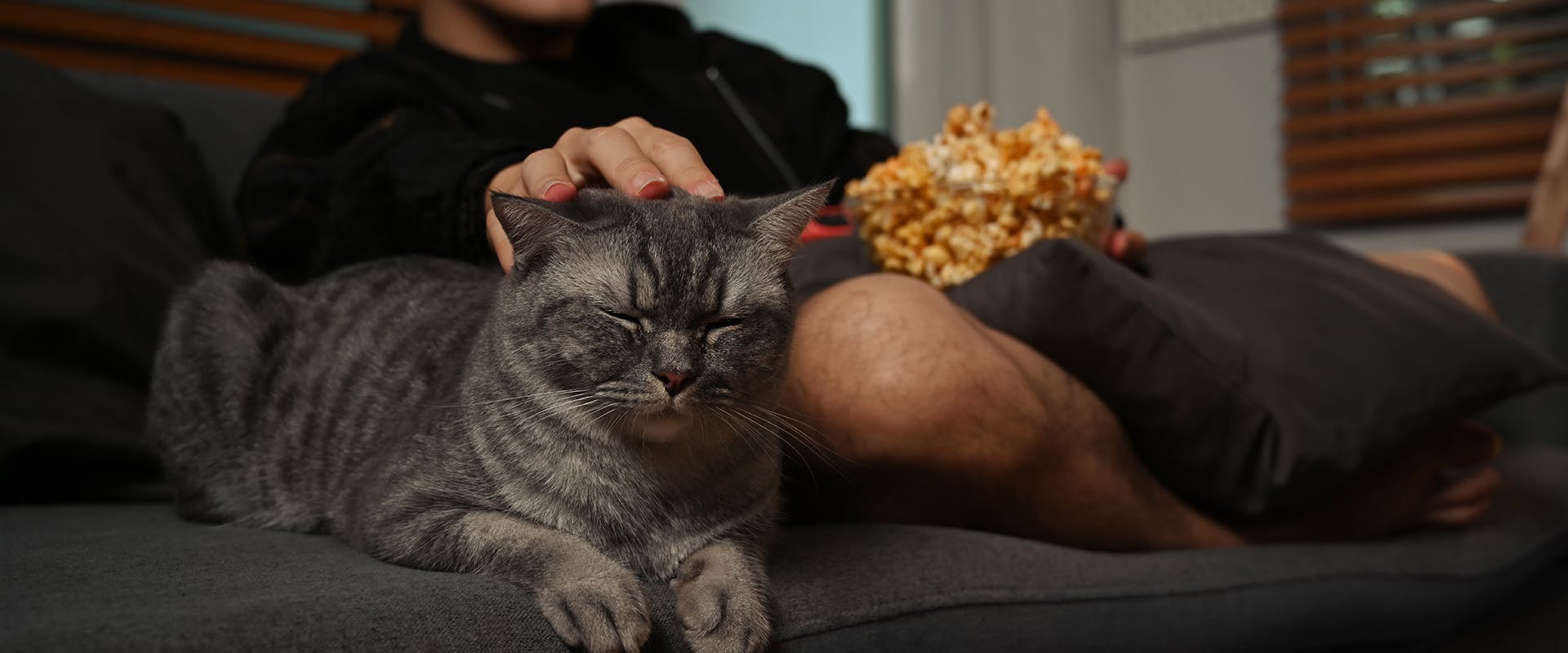 A person sitting on a sofa with a bowl of popcorn, stroking a cat