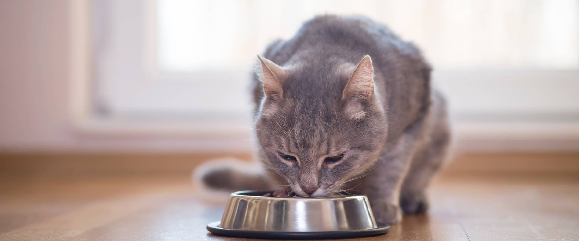 Grey cat eating from a metal bowl