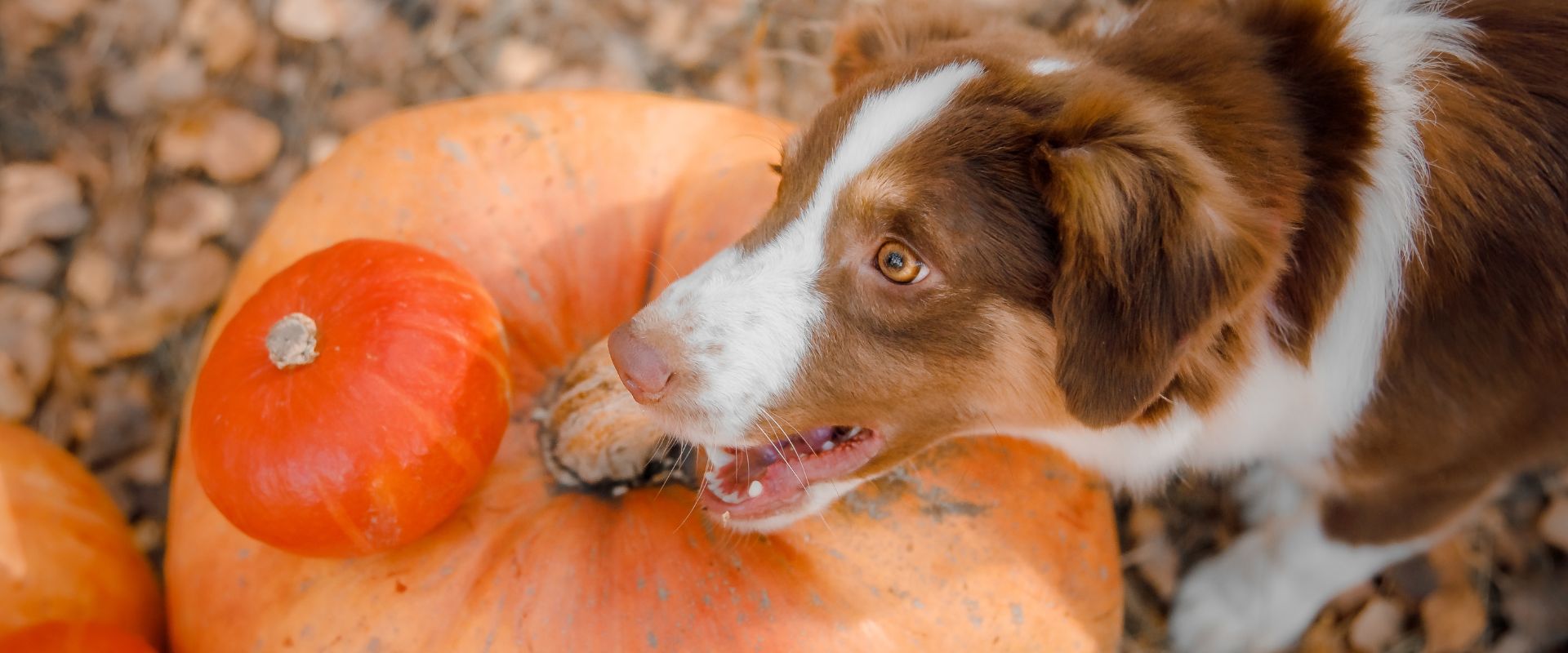 Can Dogs Eat Squash?