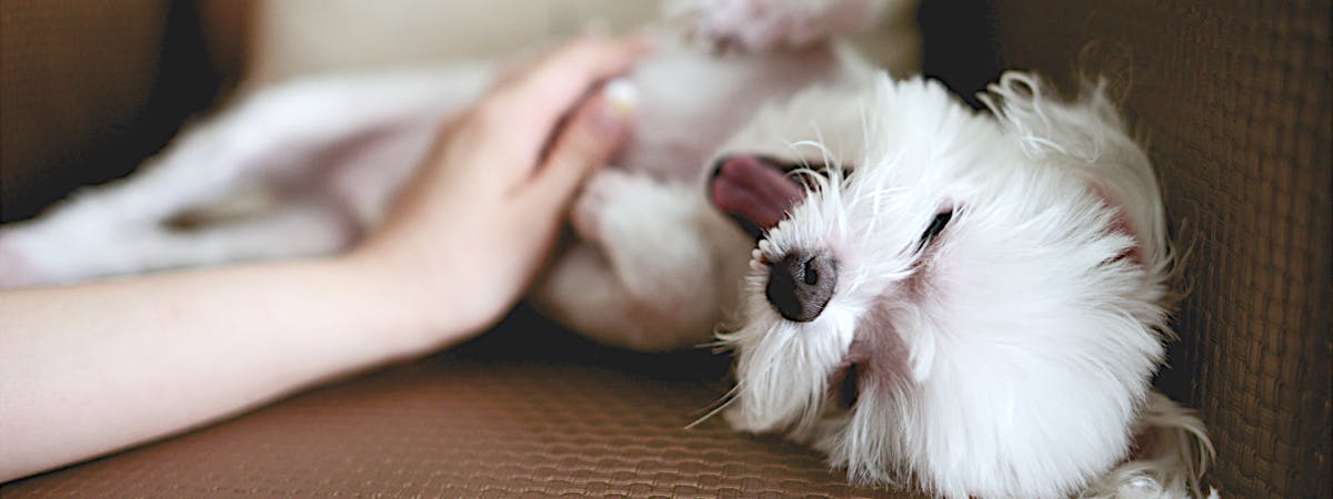 Happy small white dog receiving a tummy rub