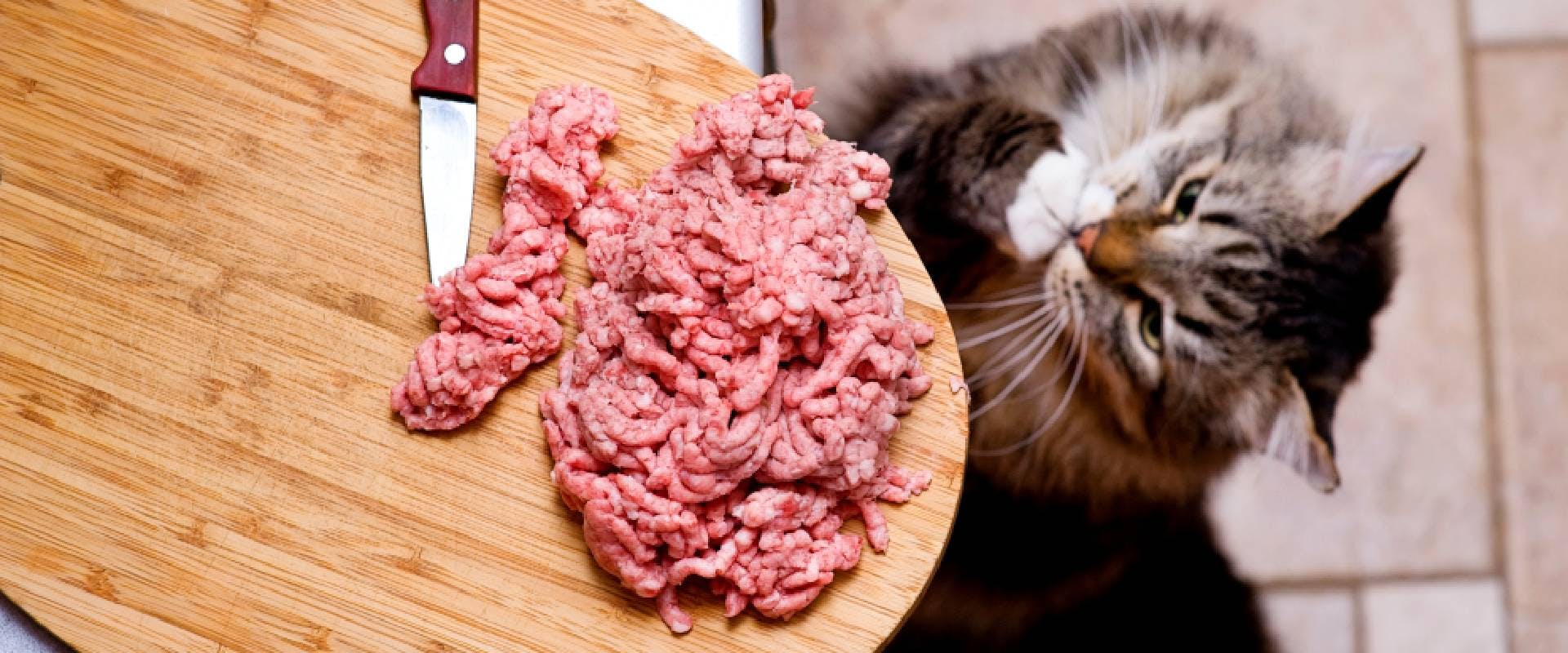 Cat begging for raw pork mince