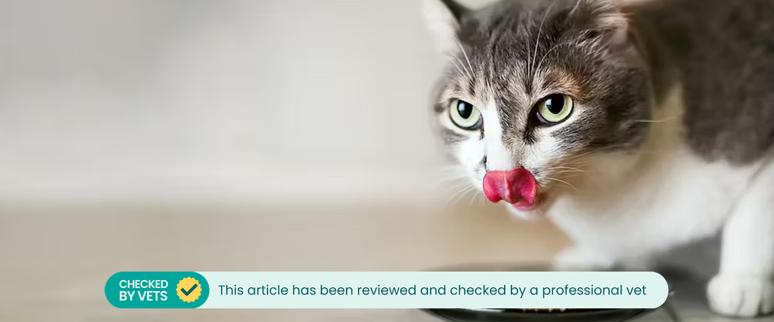 A cat licking its lips, eating from a plate of turkey