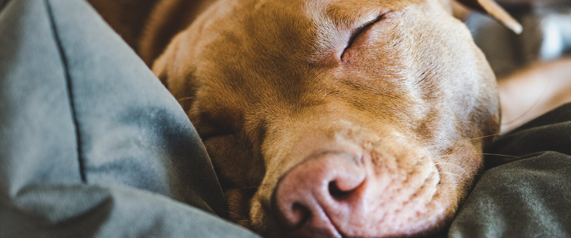 A brown dog sleeping.