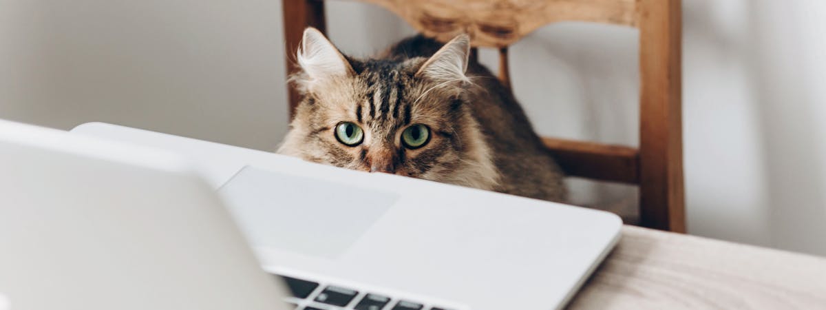 A tabby cat sitting on a dining chair, peering out from behind a laptop screen