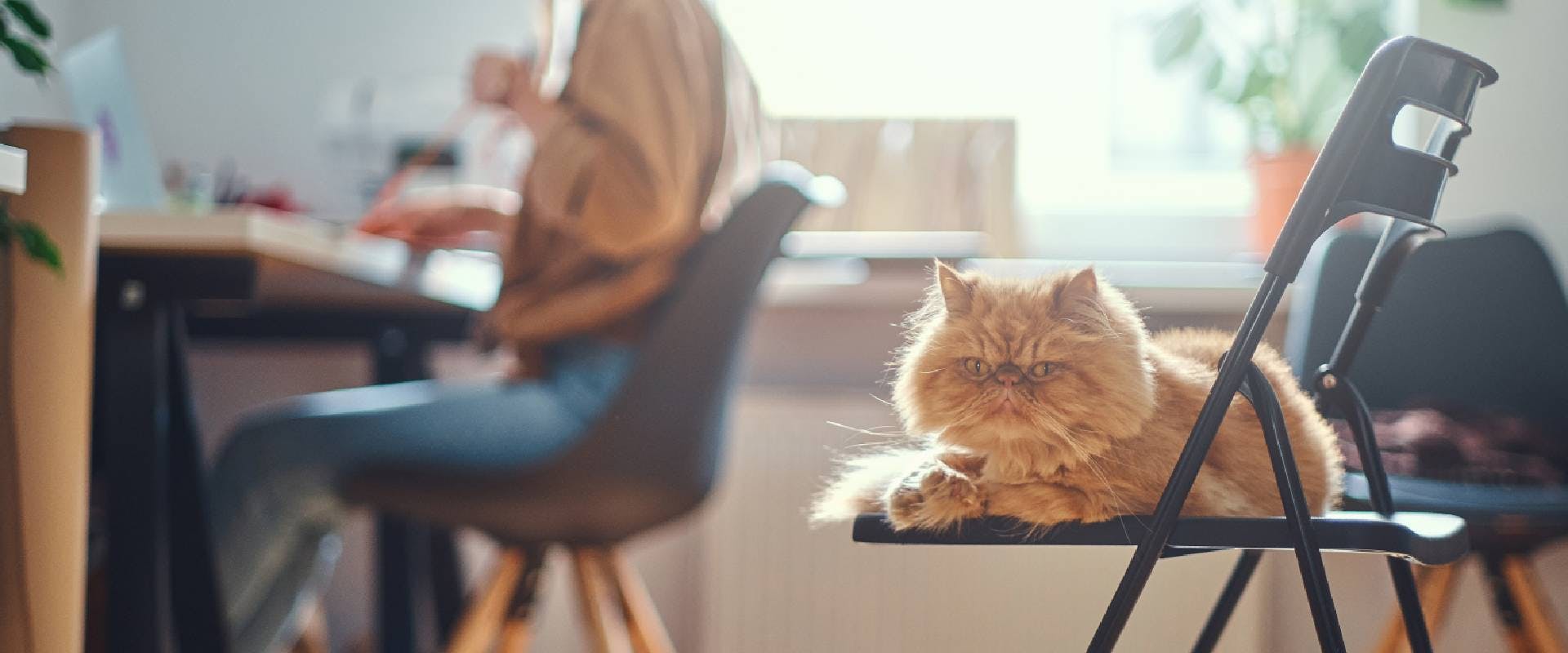 ginger cat sitting on a black office chair