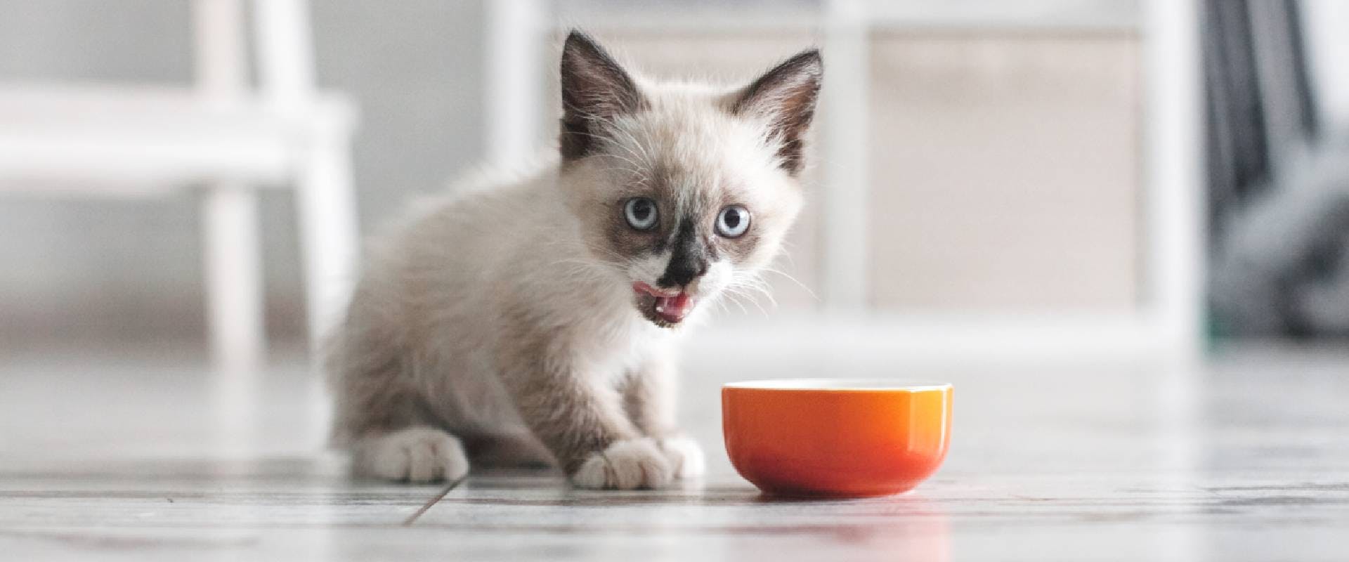 gray kitten next to an orange bowl