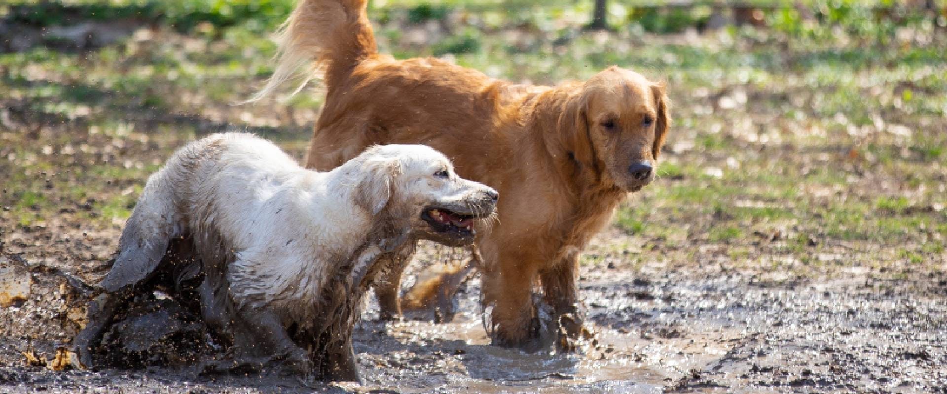 Golden Retrievers meet up in a muddy park