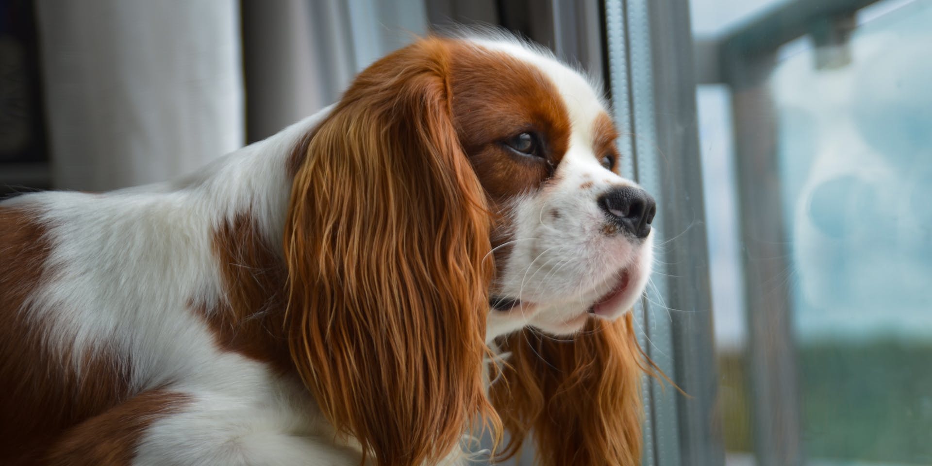 British dog breed looking out of a window.
