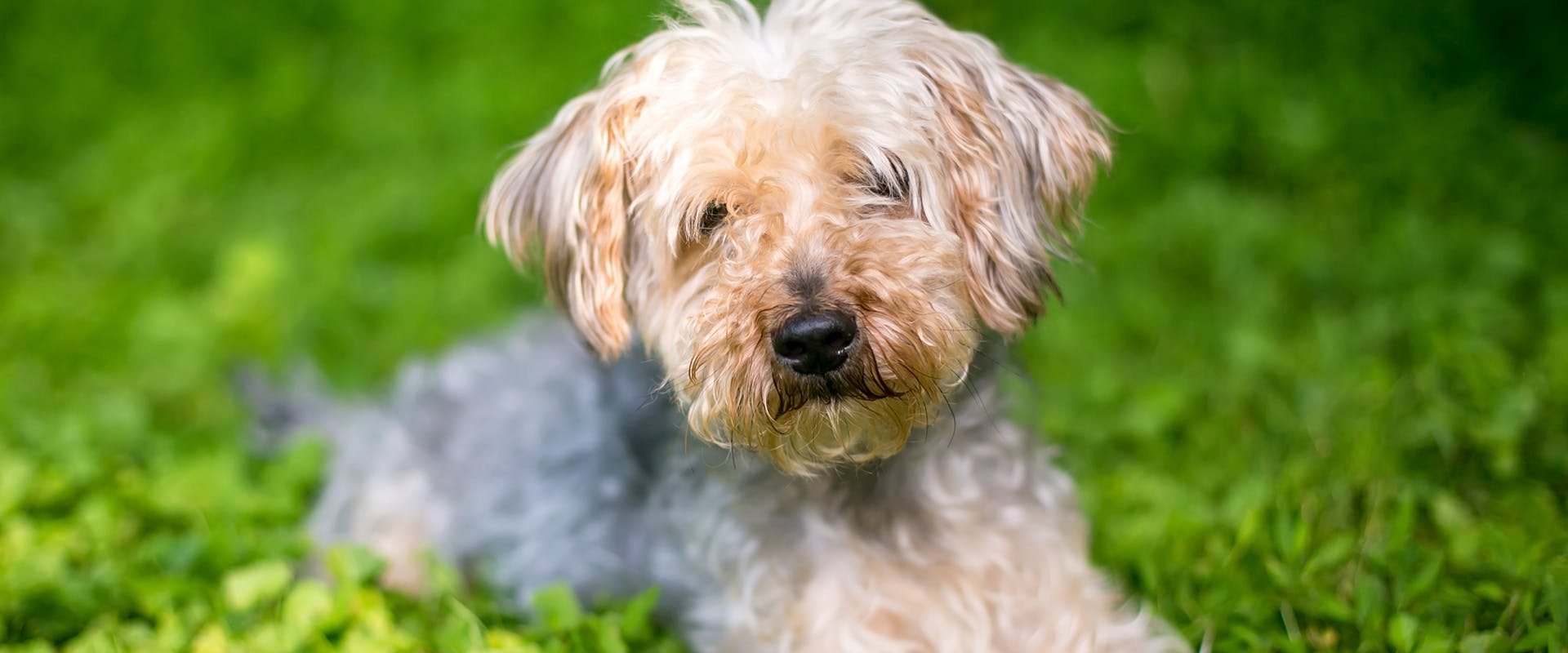 A beige Yorkiepoo puppy sitting on green grass