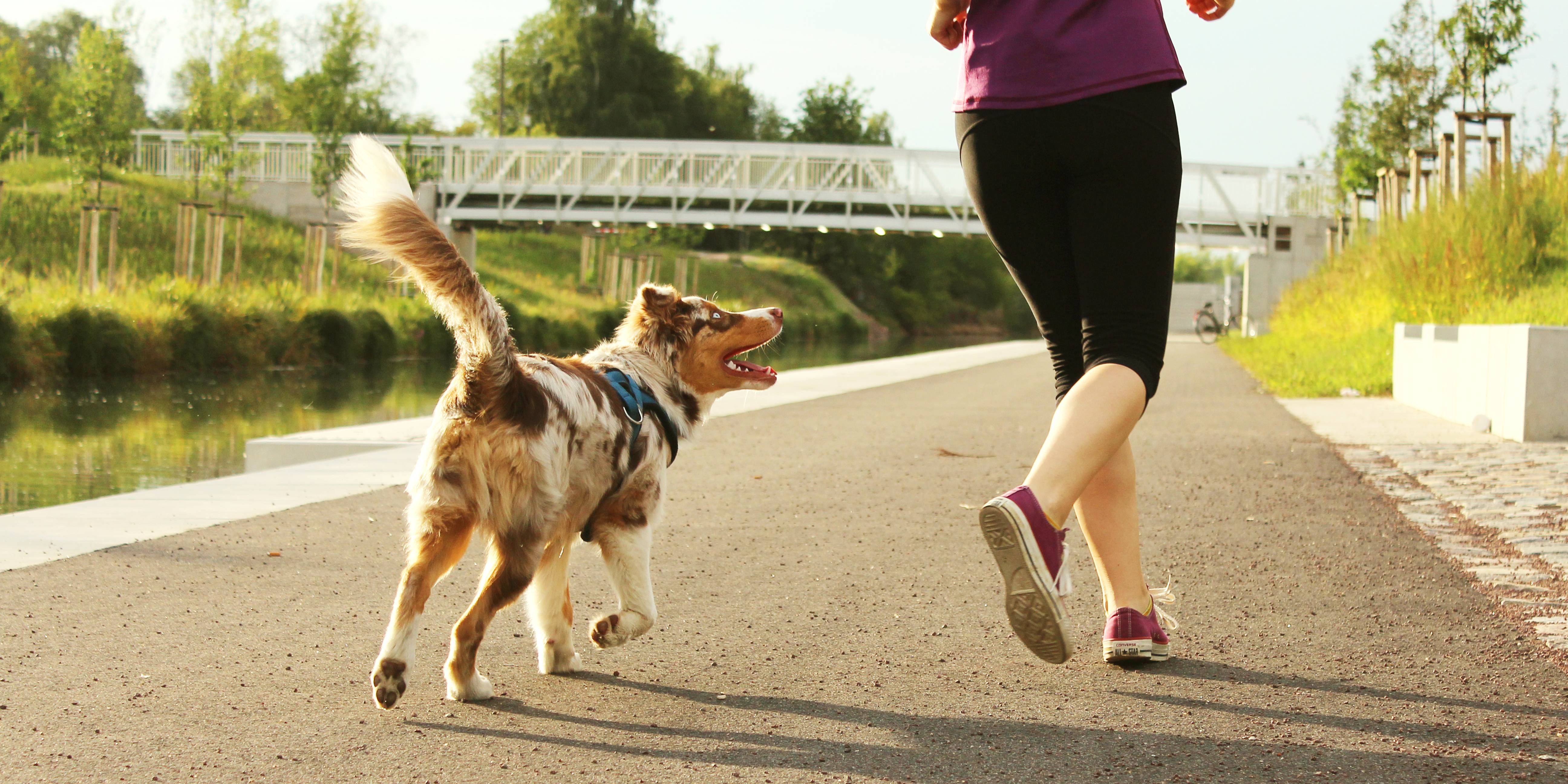 Dog and owner running.