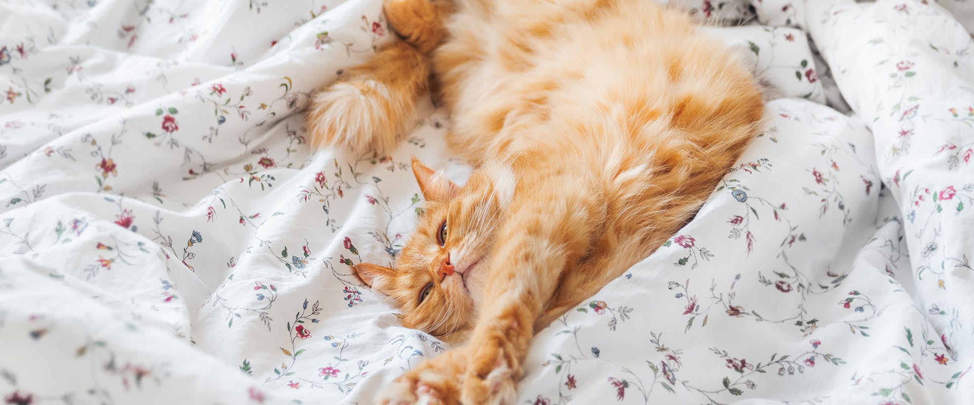A sleepy cat outstretched on a bed