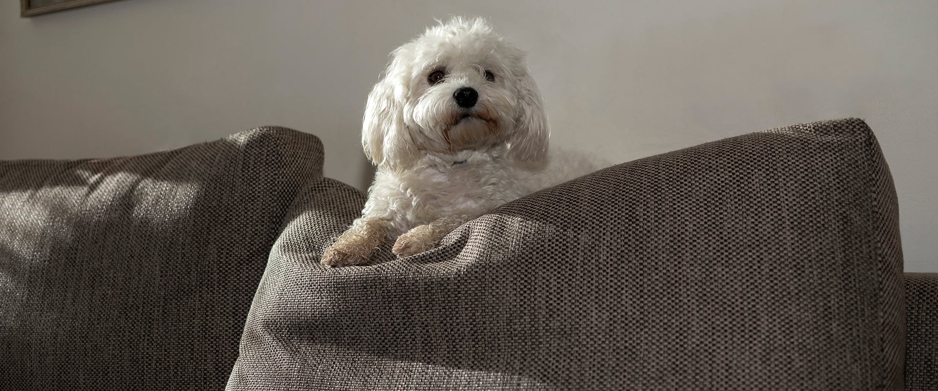 A cute Poochon puppy sitting on the top of a grey sofa