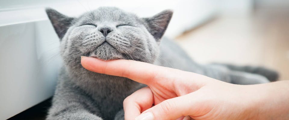 Why cats are better than dogs: 16 reasons you need to hear