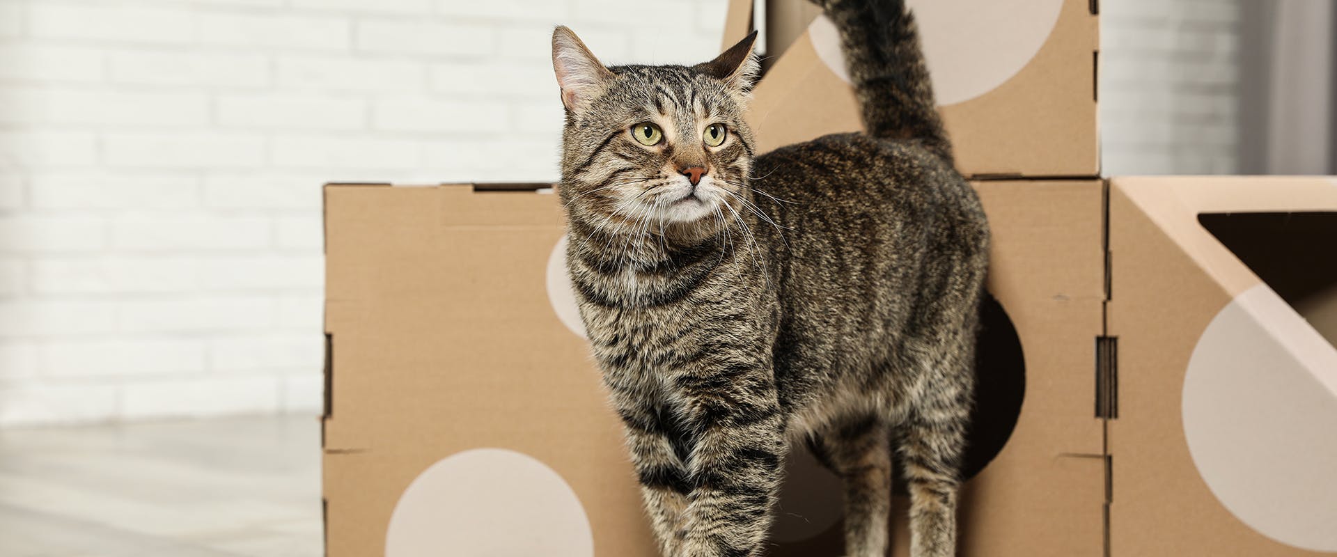 A cat standing beside a cardboard cat house