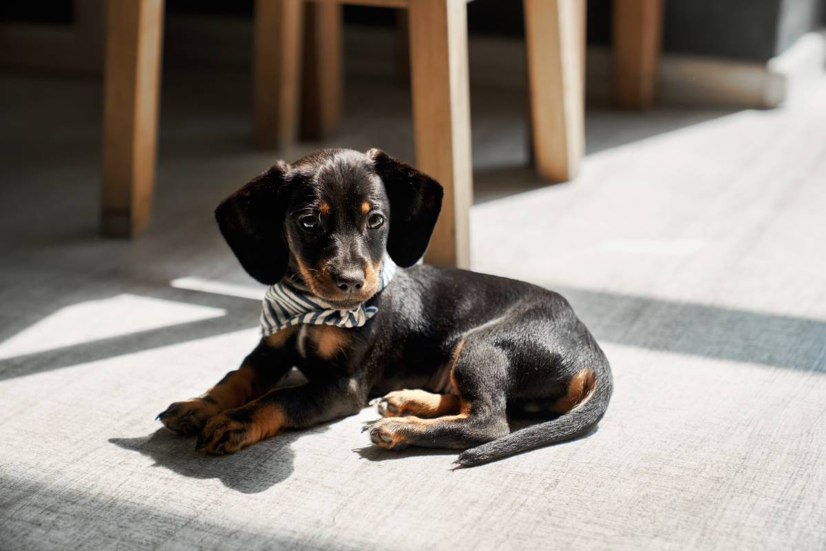 Dachshund Breed Guide | TrustedHousesitters.com